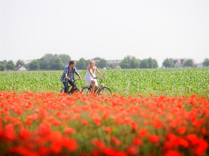 Couple cycling amidst red flowers